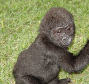 Bangori Baby Western Lowland Gorilla